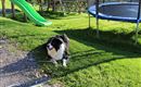 Hofhund Spezi