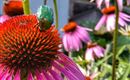 IMG_20200721_111038-01
