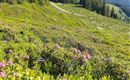 IMG_20240618_091727