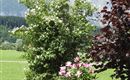 Jasmin mit Buchacker