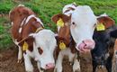 Kälber streicheln für Kinder