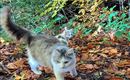 Katzen