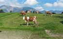 Kühe auf der Weide 2