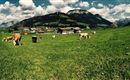 Kühe gnießen atemberaubende Landschaft am Hof