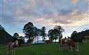 Landschaft