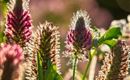 Morgen im Garten