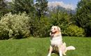 Obermuehlberghof_Muehlberg_5_Ellmau_08_2022_Hund_1