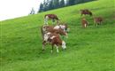 Österreich 2009 176
