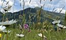 Region ...bei uns