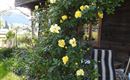 Rosen im Juni