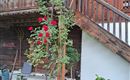 Rosen und altes Holz