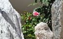 SAM_1539