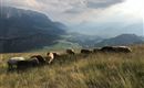 Schafe auf der ALM 