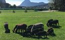 Schafe im Tal