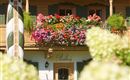 Sommerblumen