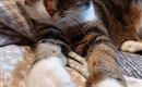 Tiere am Hof