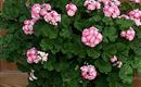 Tiroler Blumenflair