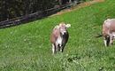 Unser Braunvieh