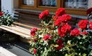 Unsere Blumen