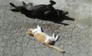 Unsere Tiere.....