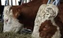 Unsere Tiere