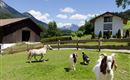 Ziegen