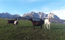 Ziegenzucht Wilder Kaiser