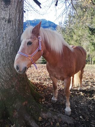 Tiere am Bauernhof