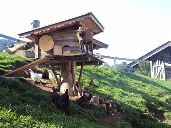 Tiere am Hof