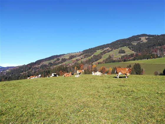 Tierwohl am Schusterhof