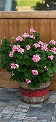 Tiroler Blumenflair