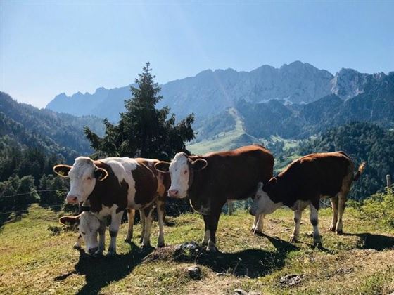 überall Kühe