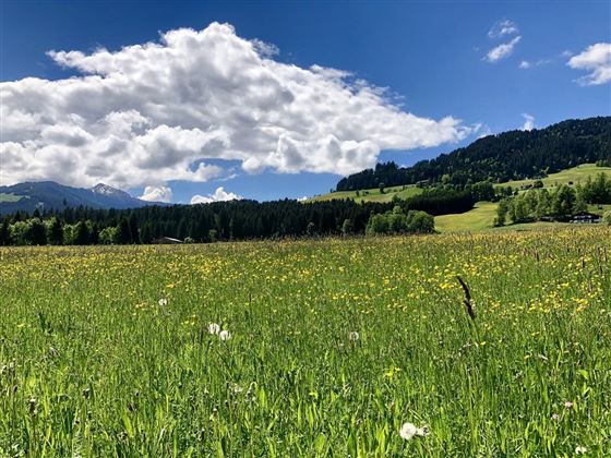 Umgebung