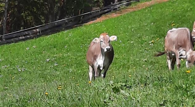 Unser Braunvieh
