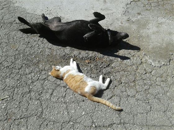 Unsere Tiere.....