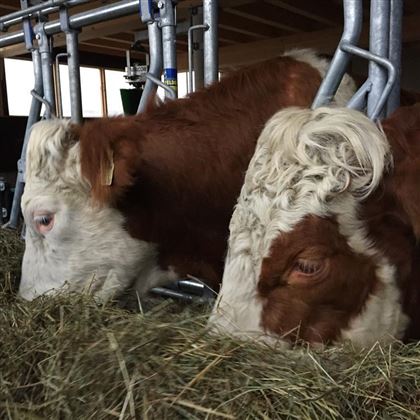Unsere Tiere