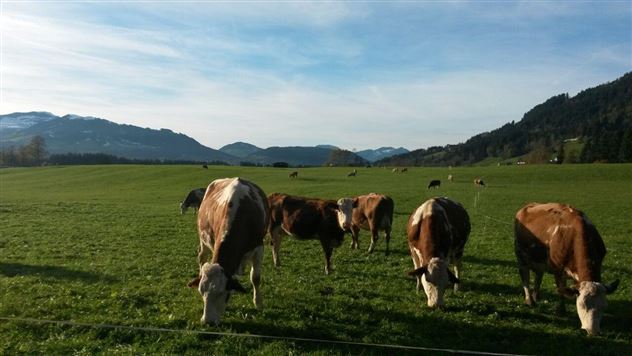 Weidekühe
