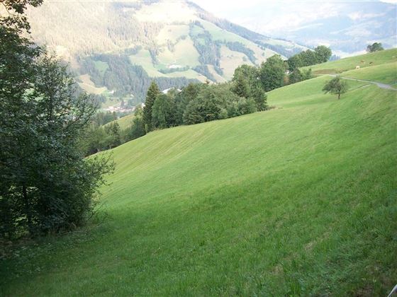 Wiesen