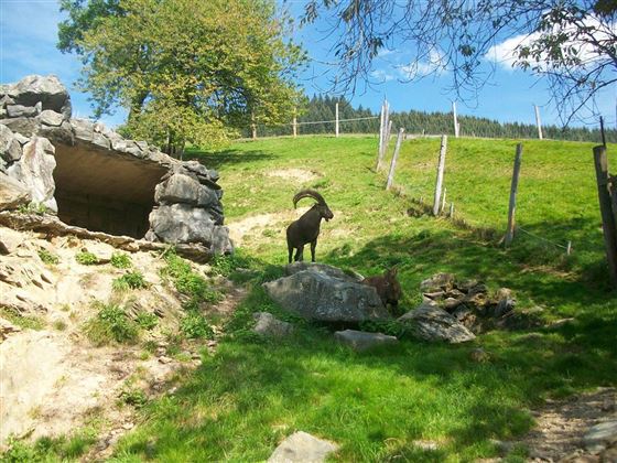 Wildpark Aurach