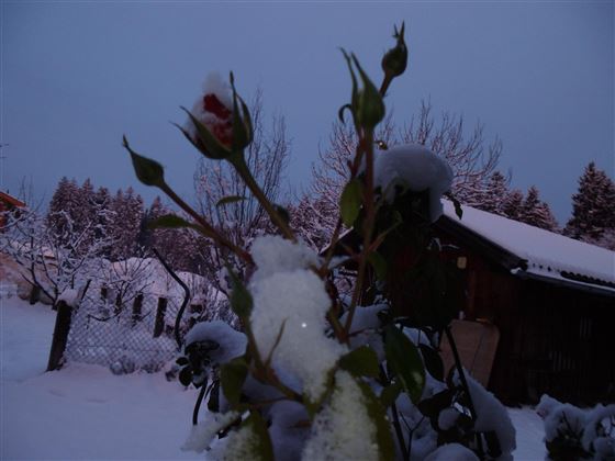 winter 016