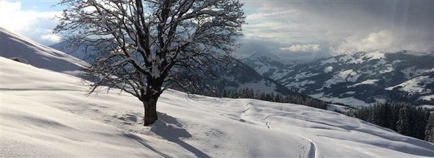 winter-kitzbueheler-alpen-baum-im-schnee