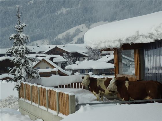Winterauslauf für unsere Tiere
