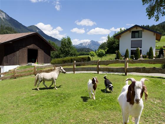Ziegen